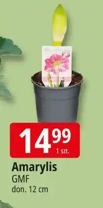 E.Leclerc Amarylis 12 cm Gmf Group oferta