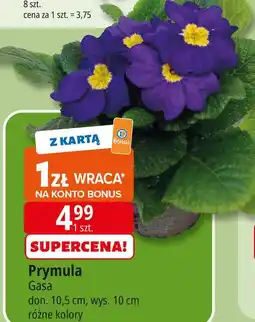 E.Leclerc Prymula 10.5 cm Gasa oferta