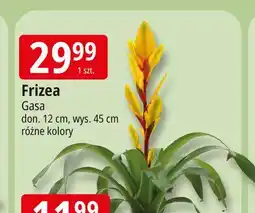 E.Leclerc Frizea 12 cm Gasa oferta