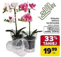 Carrefour Osłonka szklana na storczyka różne kolory oferta