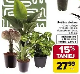 Carrefour Roślina zielona różne rodzaje wys. 30-35 cm doniczka 10-11 cm oferta