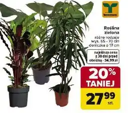 Carrefour Roślina zielona różne rodzaje wys. 45-70 cm doniczka 13 cm oferta