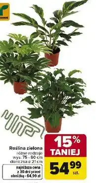 Carrefour Roślina zielona różne rodzaje wys. 70-80 cm doniczka 14 cm oferta