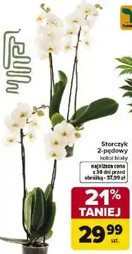 Carrefour Storczyk 2-pędowy kolor biały oferta