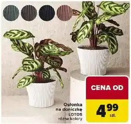 Carrefour Osłonka na doniczkę LOTOS różne kolory oferta