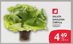 Selgros Sałata masłowa z bryłą oferta