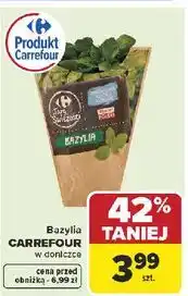 Carrefour Bazylia Carrefour w doniczce oferta