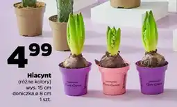 Netto Hiacynt (różne kolory) oferta