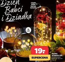 Netto Kwiaty w kopule LED oferta