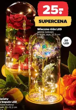 Netto Wieczne róże LED oferta