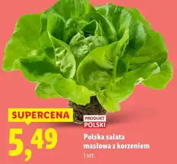 Lidl Polska sałata masłowa z korzeniem oferta