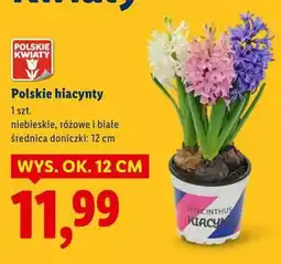 Lidl Polskie hiacynty oferta
