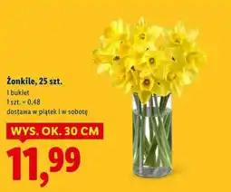 Lidl Żonkile, 25 szt oferta