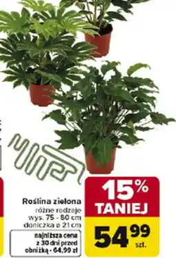 Carrefour Roślina zielona oferta