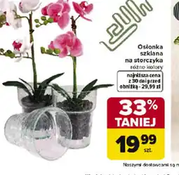 Carrefour Osłonka szklana na storczyka oferta