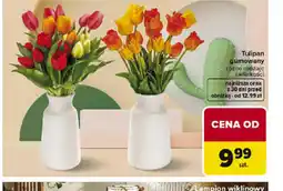 Carrefour Tulipan gumowany oferta