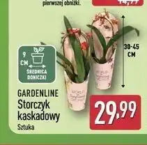 ALDI GARDENLINE Storczyk kaskadowy oferta