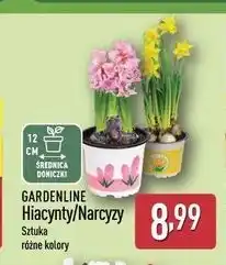 ALDI GARDENLINE Hiacynty/Narcyzy oferta