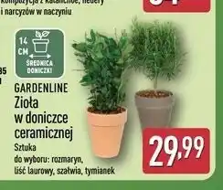 ALDI GARDENLINE Zioła w doniczce ceramicznej oferta