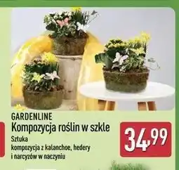 ALDI GARDENLINE Kompozycja roślin w szkle oferta