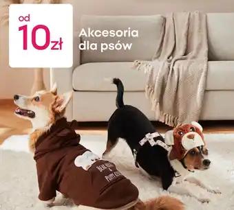 Akcesoria dla psów