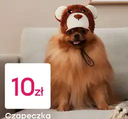 Pepco Czapeczka oferta