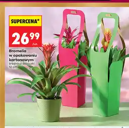 Biedronka Bromelia w opakowaniu kartonowym oferta