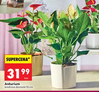 Biedronka Anturium oferta