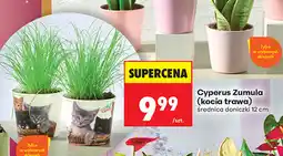 Biedronka Cyperus Zumula (kocia trawa) oferta