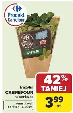 Carrefour Market Bazylia Carrefour w doniczce oferta