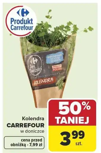 Kolendra CARREFOUR w doniczce