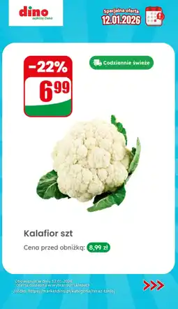 Dino Kalafior szt oferta