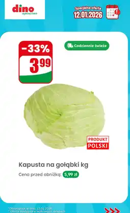 Dino Kapusta na gołąbki oferta