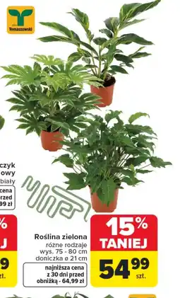 Carrefour Roślina doniczkowa MU! oferta