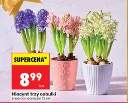 Biedronka Hiacynt oferta