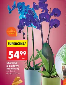 Biedronka Storczyk oferta