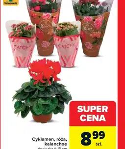 Carrefour Cyklamen, róża, kalanchoe oferta