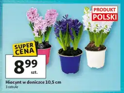 Auchan Hiacynt Polski oferta