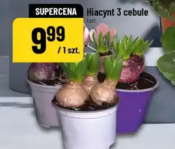 Polomarket Hiacynt 3 cebule 1 szt oferta
