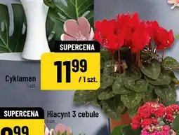 Polomarket Cyklamen 1 szt oferta