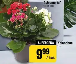 Polomarket Kalanchoe 1 szt oferta