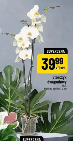 Polomarket Storczyk dwupędowy oferta