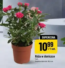 Polomarket Róża w doniczce oferta