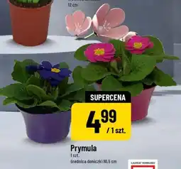 Polomarket Prymula oferta