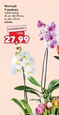 Kaufland Storczyk 1-pędowy oferta