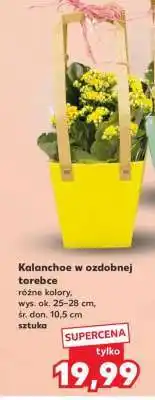 Kaufland Kalanchoe w ozdobnej torebce oferta