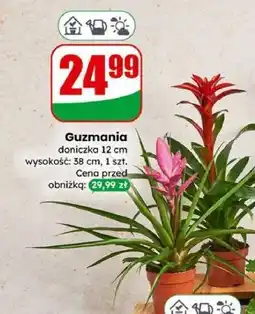 Dino Guzmania oferta