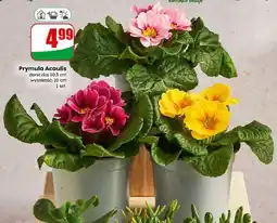 Dino Prymula Acaulis oferta