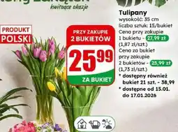 Dino Tulipany (bukiet) oferta