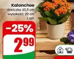 Dino Kalanchoe oferta